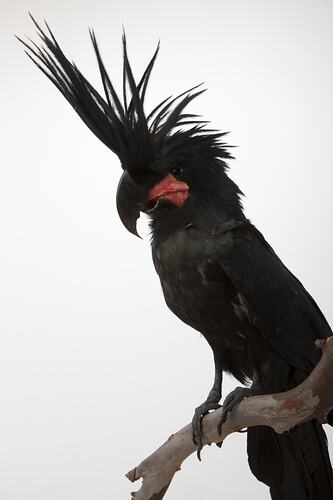 <em>Probosciger aterrimus macgillivrayi</em>, Palm Cockatoo, mount.  Registration no. 59126.