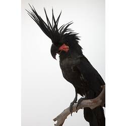 <em>Probosciger aterrimus macgillivrayi</em>, Palm Cockatoo, mount.  Registration no. 59126.