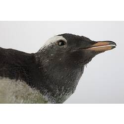 <em>Pygoscelis papua papua</em>, Gentoo Penguin, mount.  Registration no. B 21023.