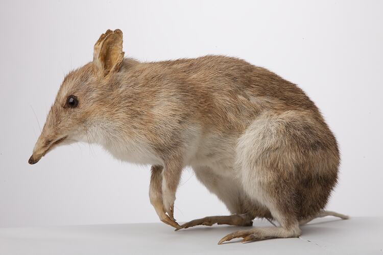 Side view of mounted Eastern Barred Bandicoot specimen.