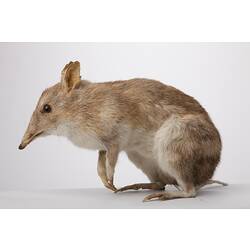 Side view of mounted Eastern Barred Bandicoot specimen.