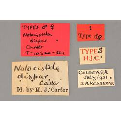 Entomology type specimen labels.
