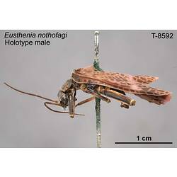 Stonefly specimen, male, lateral view.