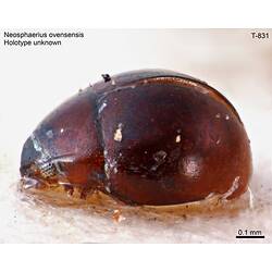 Beetle specimen, lateral view.