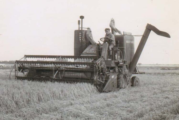 A man operating a harvester, showing harvester stripping the rice in field.