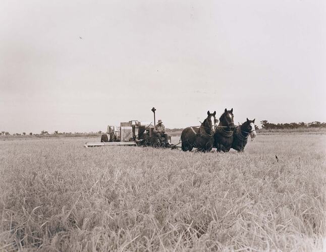 Man driving a team of 3 horses pulling a header harvester in rice field.