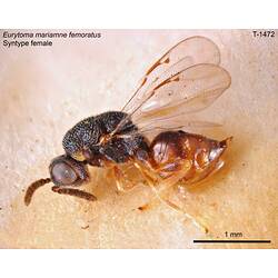 Wasp specimen, female, lateral view.