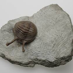 <em>Neoasaphus kowalewskii</em>