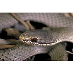 Head of a White-lipped Snake.