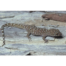 A Bynoe's Gecko on a log.