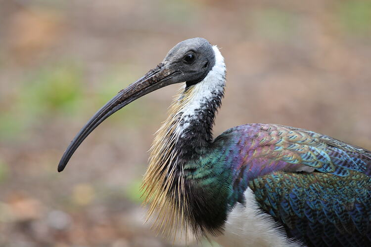 A Straw-necked Ibis standing.