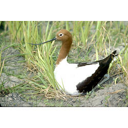 A Red-necked Avocet sitting on a nest in the grass.