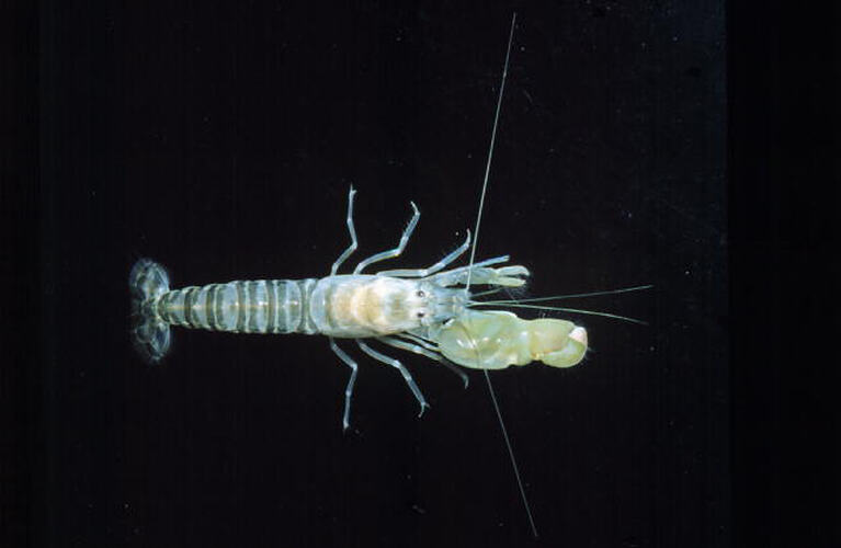 Dorsal view of Snapping Shrimp against black background