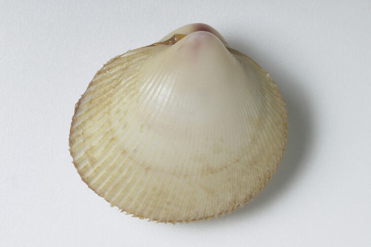 Thin-ribbed Cockle; shell exterior.