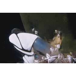 A Goose Barnacle in the water.