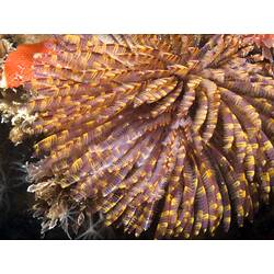 Colourful Feather-duster Worm feeding tentacles