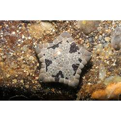 Grey and brown Biscuit Star on a rock