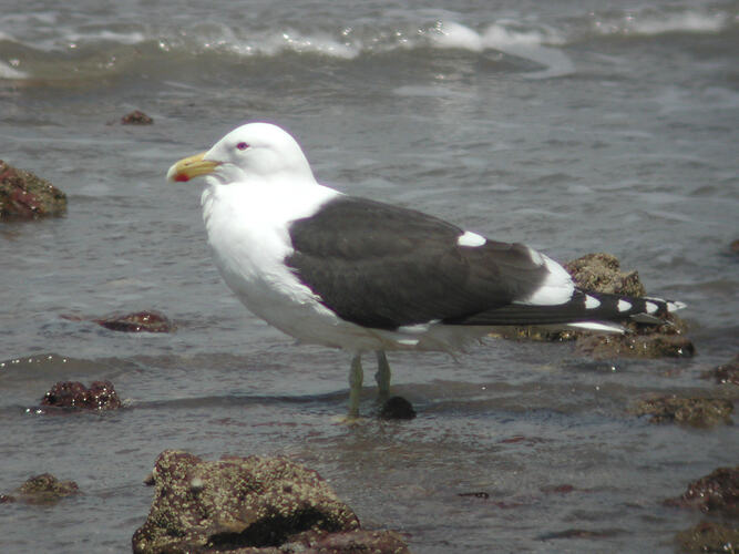 A Kelp Gull standing in shallow water.