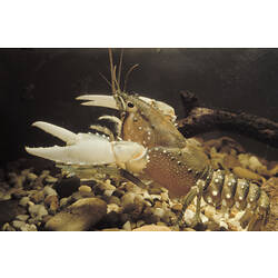 A Spiny Crayfish standing on pebbles underwater.