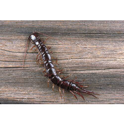 A Lithobiid Centipede on wood.