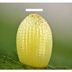 Oval yellow butterfly egg.