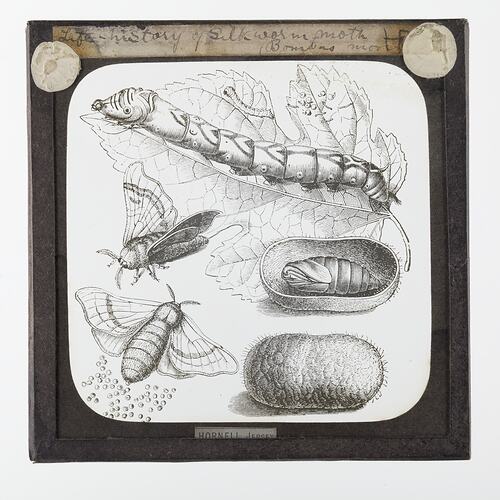 Lantern Slide - Life History of Silk Worm Moth