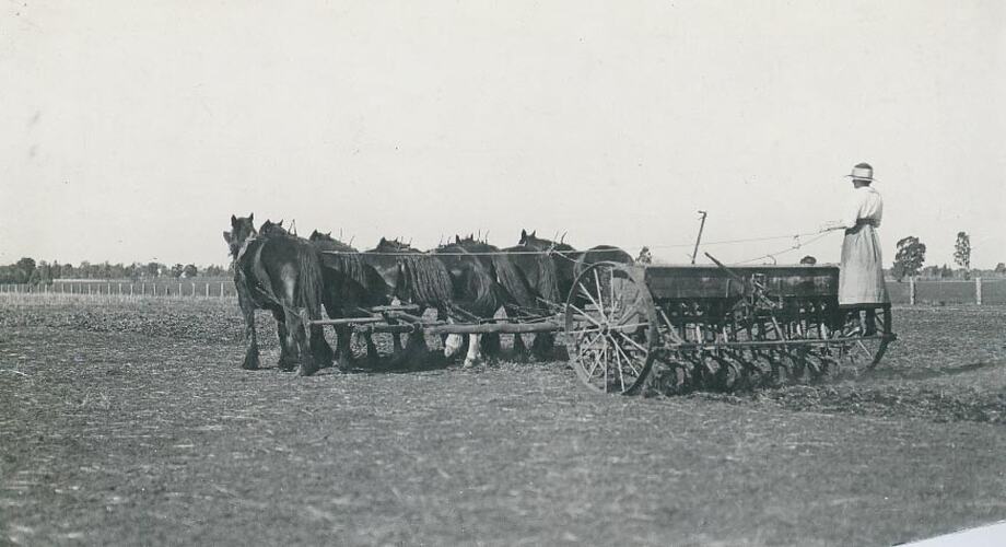 Woman standing on back of drill driving a team of horses.