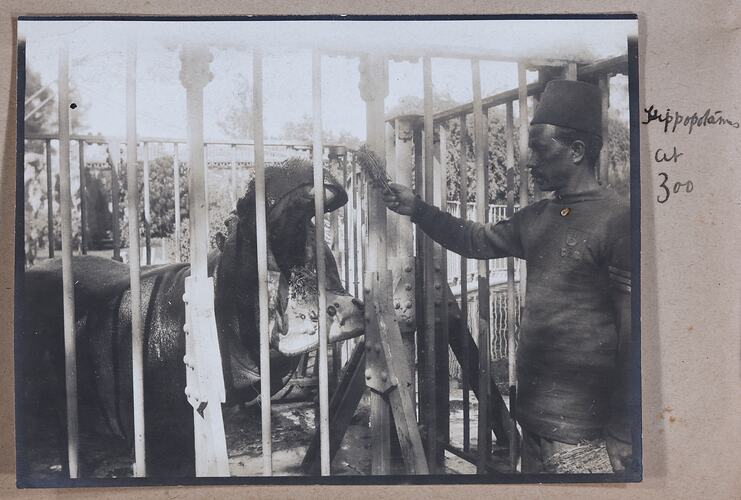 'Hippopotamus at Zoo', Egypt, Captain Edward Albert McKenna, World War I, 1914-1915