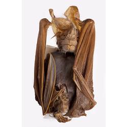 Spirit preserved Ghost Bat specimen with labels.