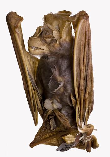 Spirit preserved bat specimen with labels.