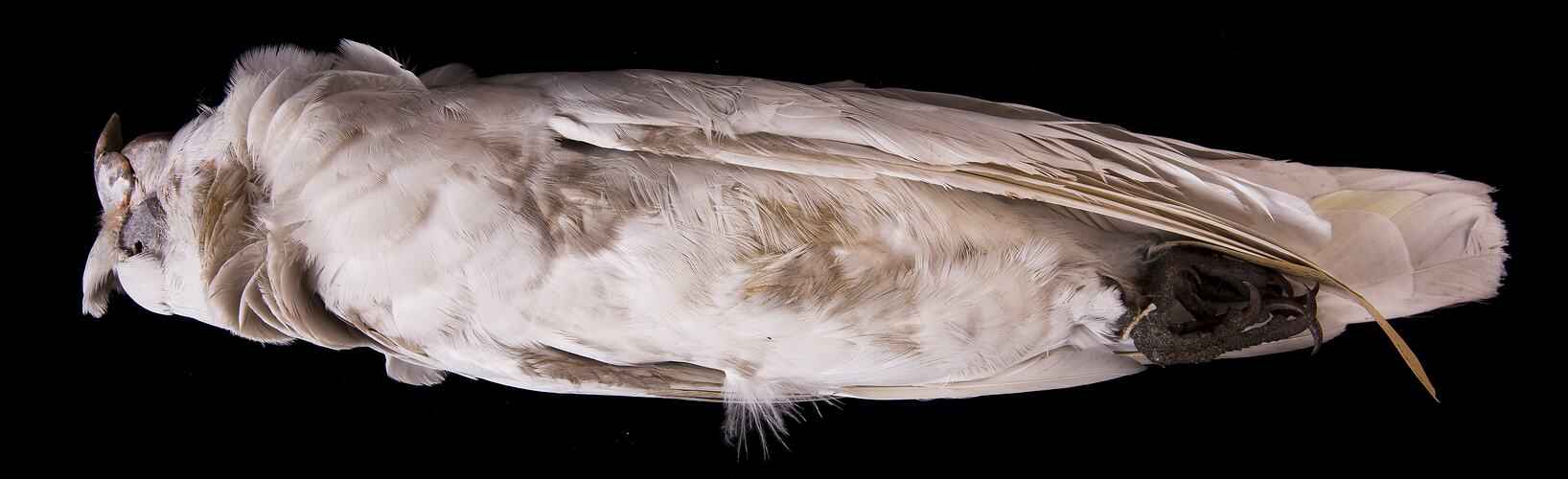 Dry bird skin specimen with labels.