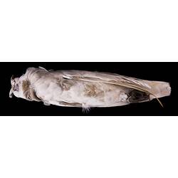 Dry bird skin specimen with labels.