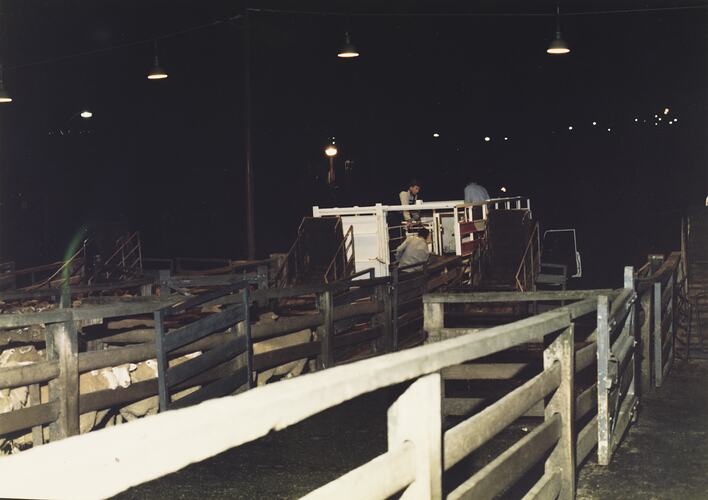 Unloading Sheep, Newmarket Saleyards, 1987