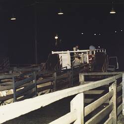 Digital Photograph - Unloading Sheep, Newmarket Saleyards, Newmarket, 1987