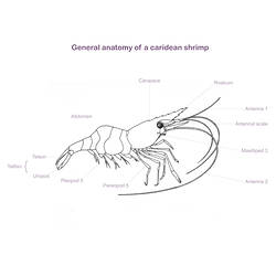 Line drawing illustrating caridean shrimp anatomy.