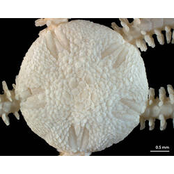 Detail of dry brittle star specimen's dorsal disc.