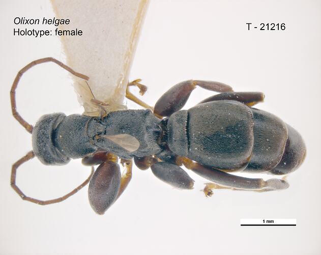 Wasp specimen, dorsal view.