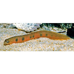 Blue-spotted orange eel on sand.