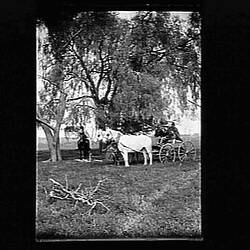 Glass Negative - Horse & Buggy, by A.J. Campbell, Australia, circa 1900