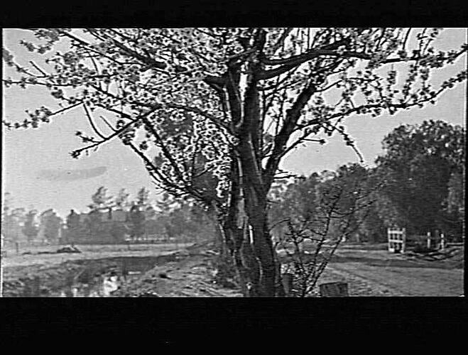 MERRIGUM - OTHERY - ALMOND TREES
