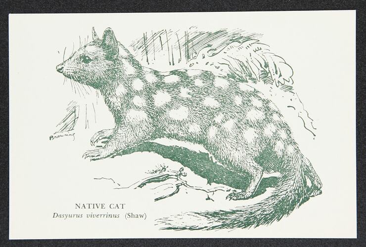 Postcard - Native Cat, National Museum Victoria, crica 1950