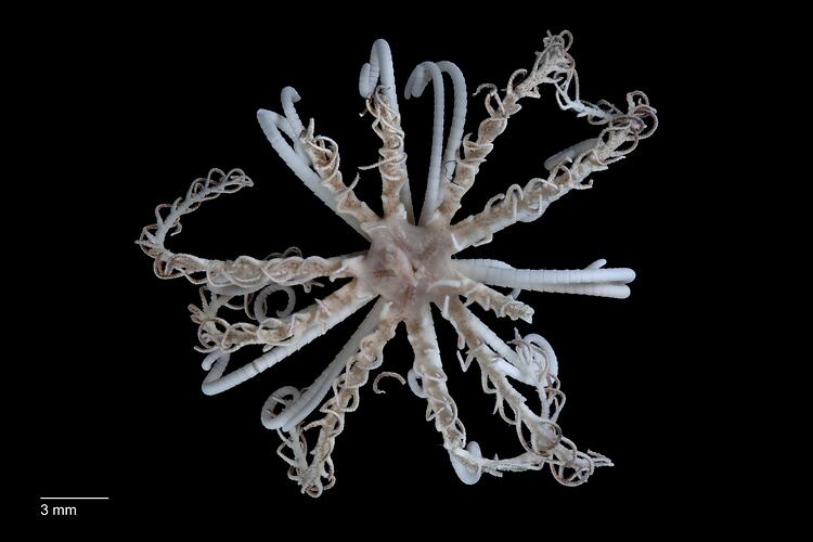 Feather star with long coiled, white arms, ventral view.