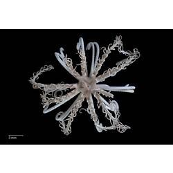 Feather star with long coiled, white arms, ventral view.
