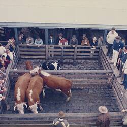 Digital Photograph - Cattle Sale, Newmarket, Sep 1985