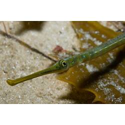 <em>Stigmatopora argus</em>, Spotted Pipefish. St Leonard's Jetty, Port Phillip, Victoria.