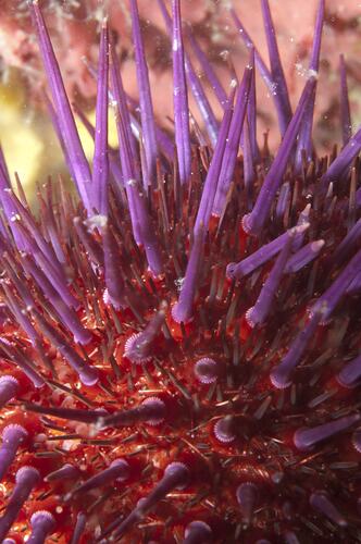 Detail of red urchin with purple spines.