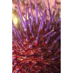 Detail of red urchin with purple spines.