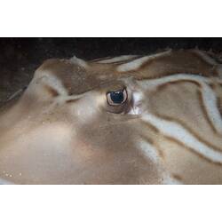 Detail of Southern Fiddler Ray eye.