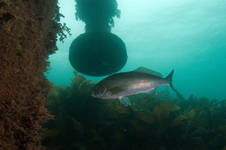 <em>Dactylophora nigricans</em>, Dusky Morwong. Portland Breakwater, Victoria.