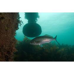 <em>Dactylophora nigricans</em>, Dusky Morwong. Portland Breakwater, Victoria.